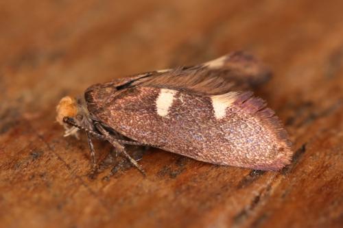 Incurvaria masculella